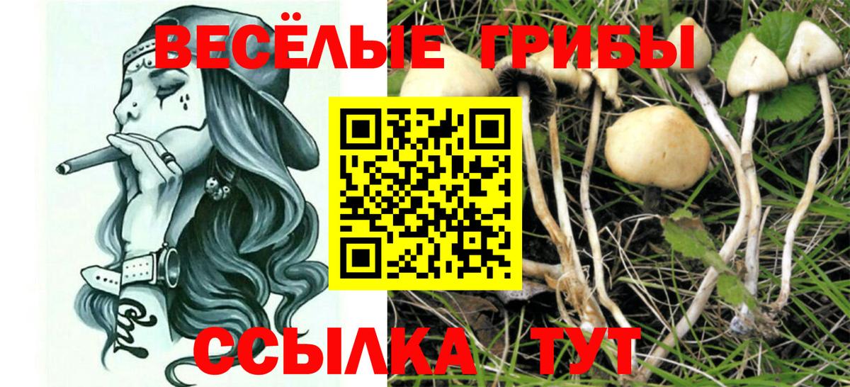 Псилоцибиновые грибы Psilocybine cubensis  Вход с VPN  Борзя 